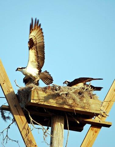 Osprey Nest